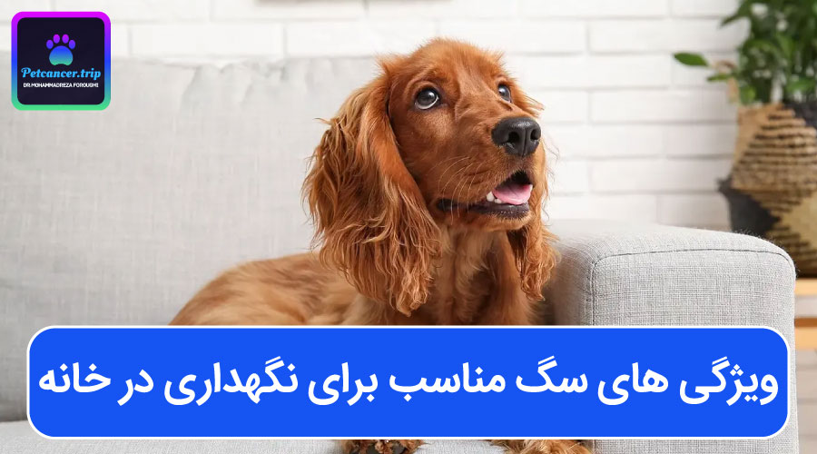 ویژگی های سگ مناسب برای نگهداری در خانه