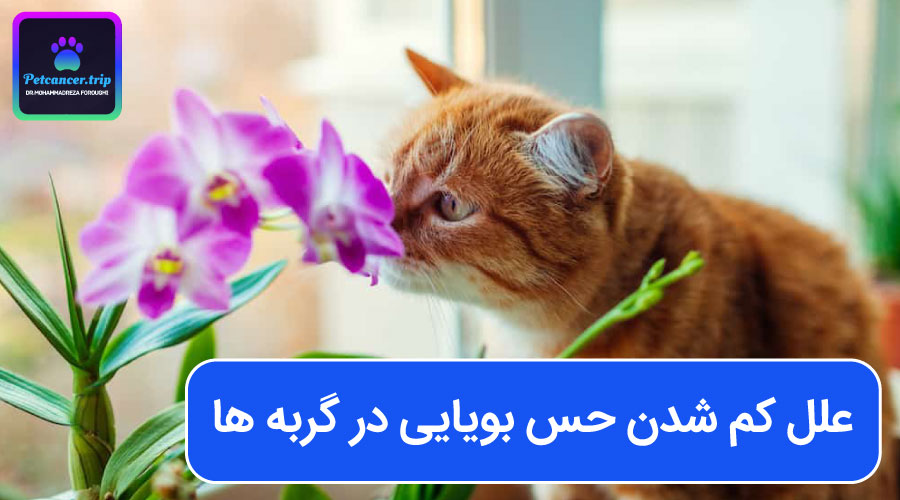 علل کم شدن حس بویایی در گربه ها