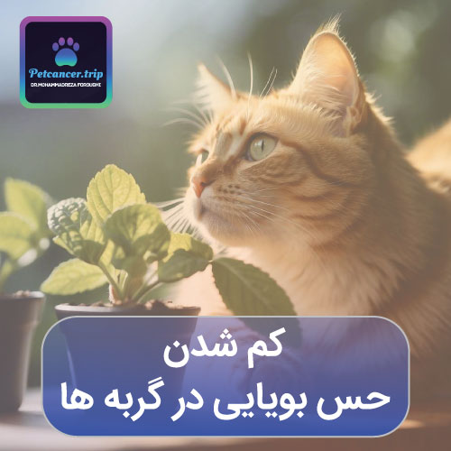 کم شدن حس بویایی در گربه ها