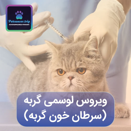 ویروس لوسمی گربه‌