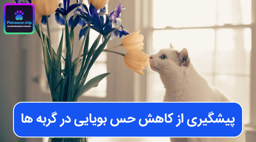 پیشگیری از کاهش حس بویایی در گربه ها