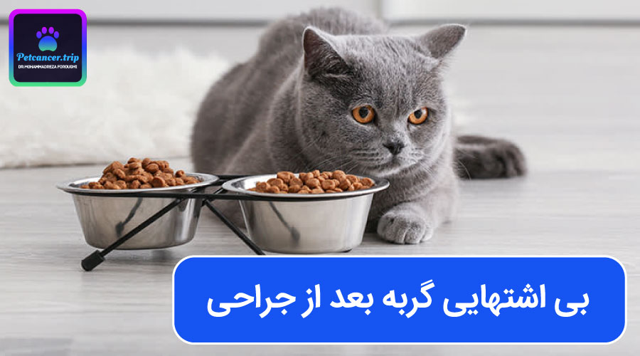 بی اشتهایی گربه بعد از جراحی