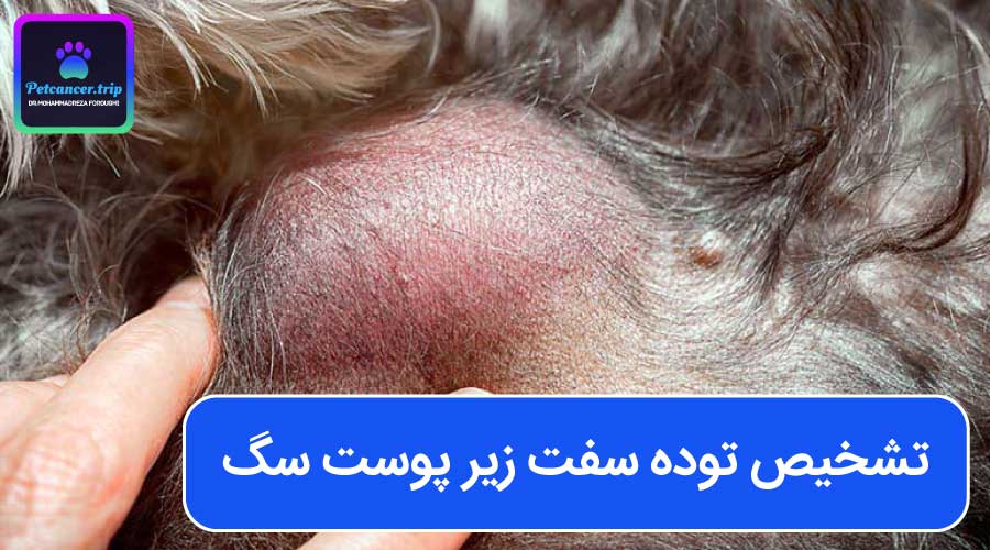 تشخیص توده سفت زیر پوست سگ