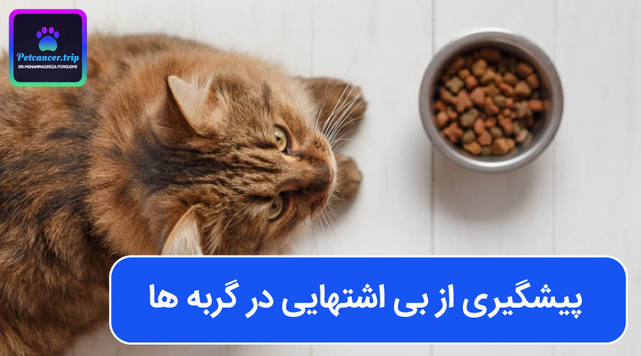 پیشگیری از بی اشتهایی در گربه ها