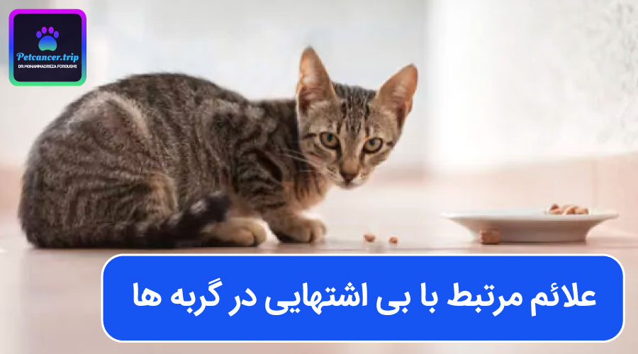 علائم مرتبط با بی اشتهایی در گربه ها