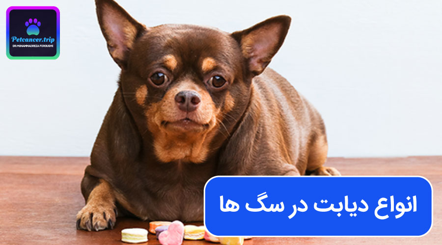 انواع دیابت در سگ ها