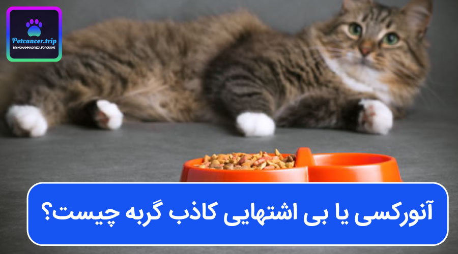 آنورکسی یا بی اشتهایی کاذب گربه چیست