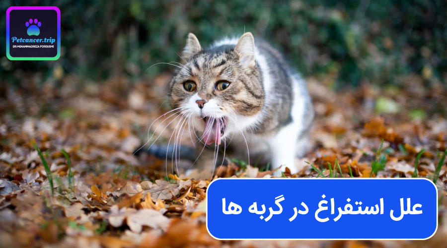 علل استفراغ در گربه ها