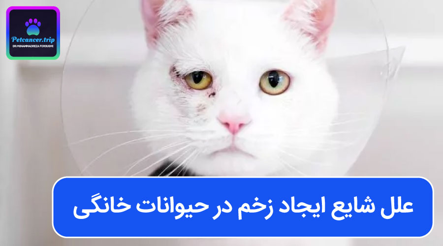 علل شایع ایجاد زخم در حیوانات خانگی