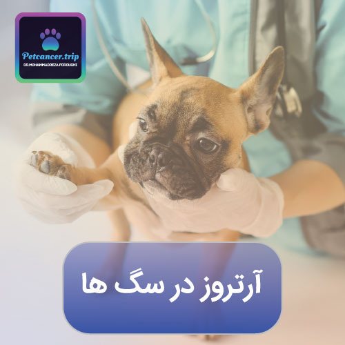 آرتروز در سگ ها