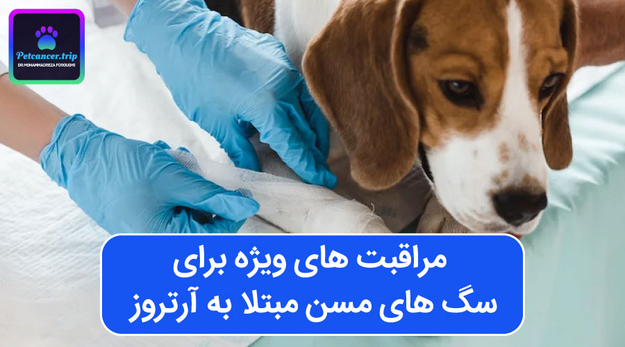 مراقبت های ویژه برای سگ های مسن مبتلا به آرتروز