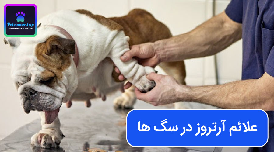 علائم آرتروز در سگ ها