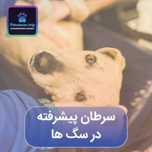سرطان پیشرفته در سگ ها
