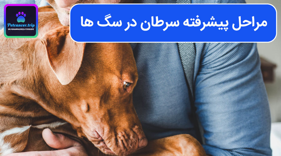 مراحل پیشرفته سرطان در سگ ها