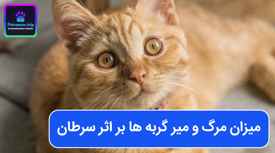 میزان مرگ و میر گربه ها بر اثر سرطان