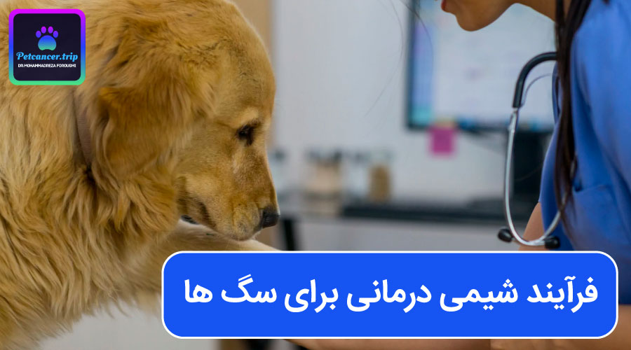 فرآیند شیمی درمانی برای سگ ها