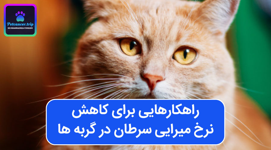 راهکارهایی برای کاهش نرخ میرایی سرطان در گربه ها