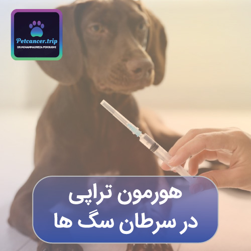 هورمون تراپی در سرطان های سگ ها