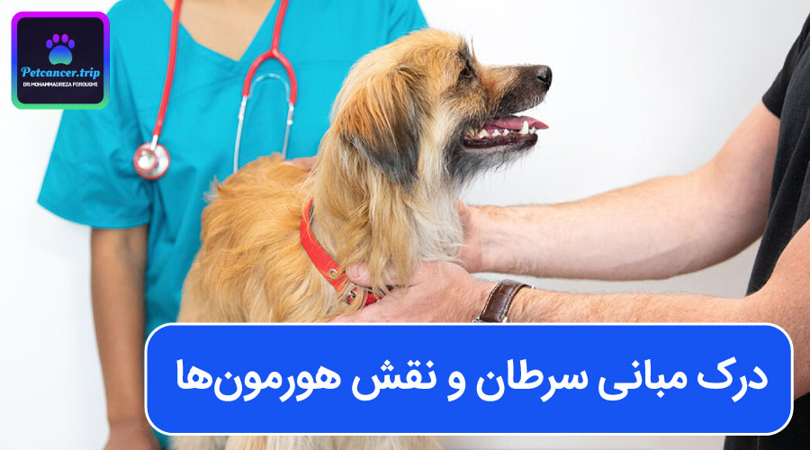 درک مبانی سرطان و نقش هورمون‌ها