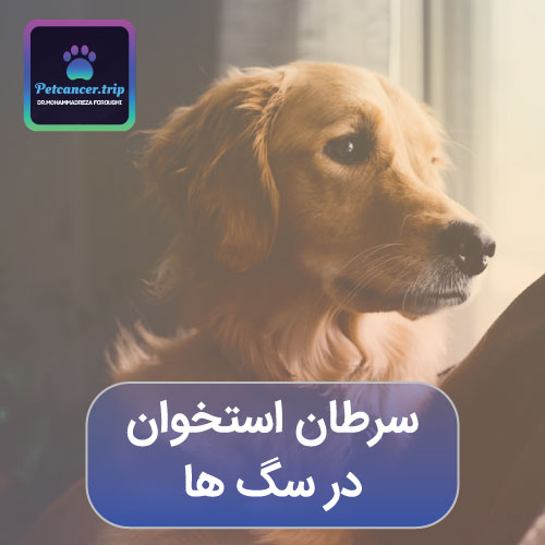 سرطان استخوان در سگ ها
