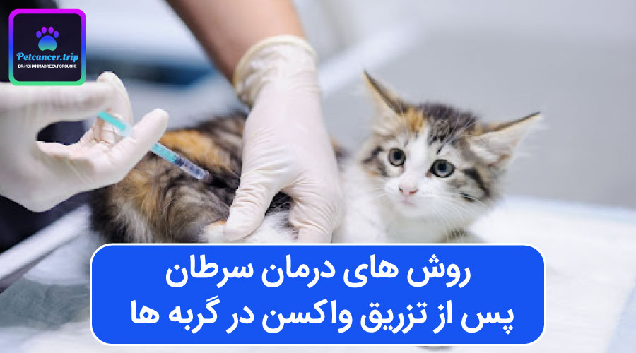 روش های درمان سرطان پس از تزریق واکسن در گربه ها