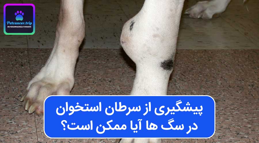 پیشگیری از سرطان استخوان در سگ ها آیا ممکن است؟