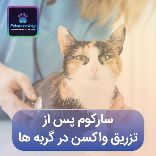سارکوم پس از تزریق واکسن در گربه ها