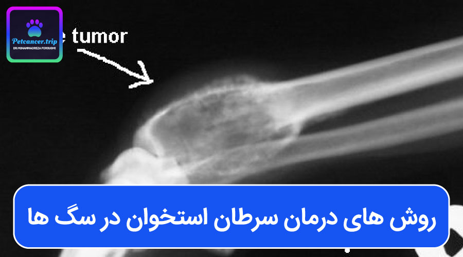 روش های درمان سرطان استخوان در سگ ها