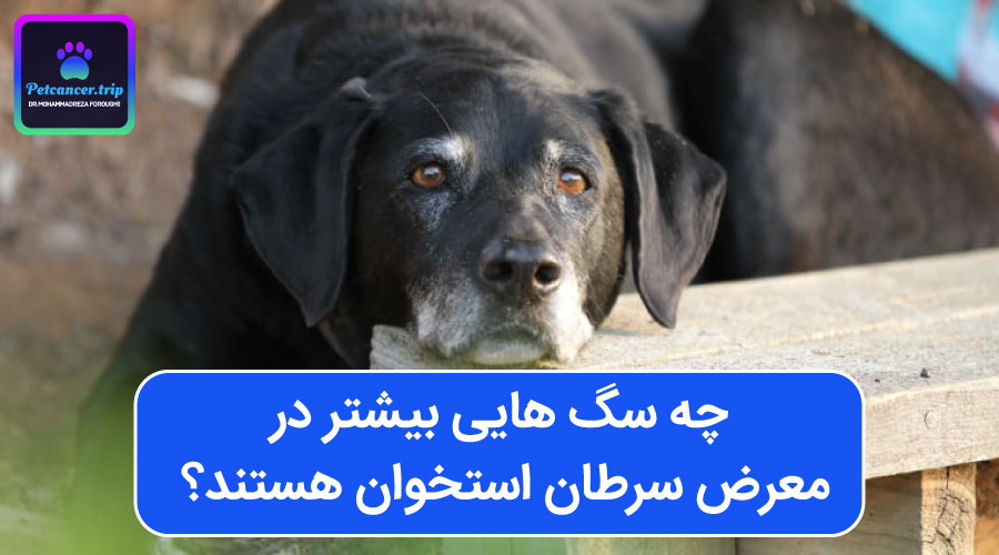 چه سگ هایی بیشتر در معرض سرطان استخوان هستند