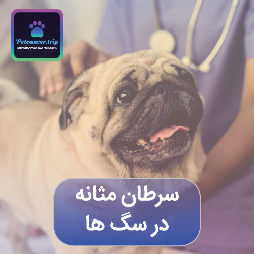 سرطان مثانه در سگ ها