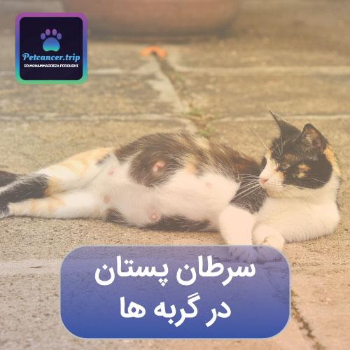 سرطان پستان در گربه ها