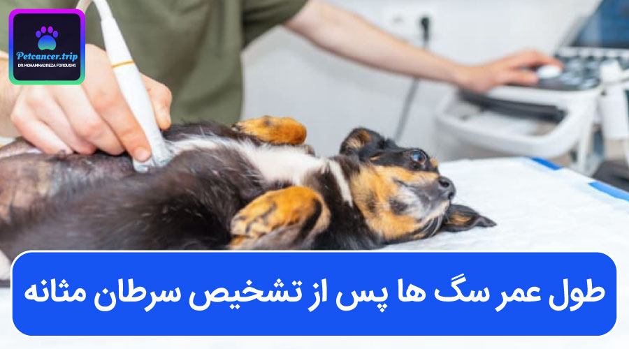 طول عمر سگ ها پس از تشخیص سرطان مثانه