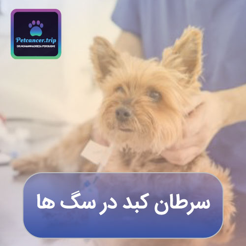 سرطان کبد در سگ ها