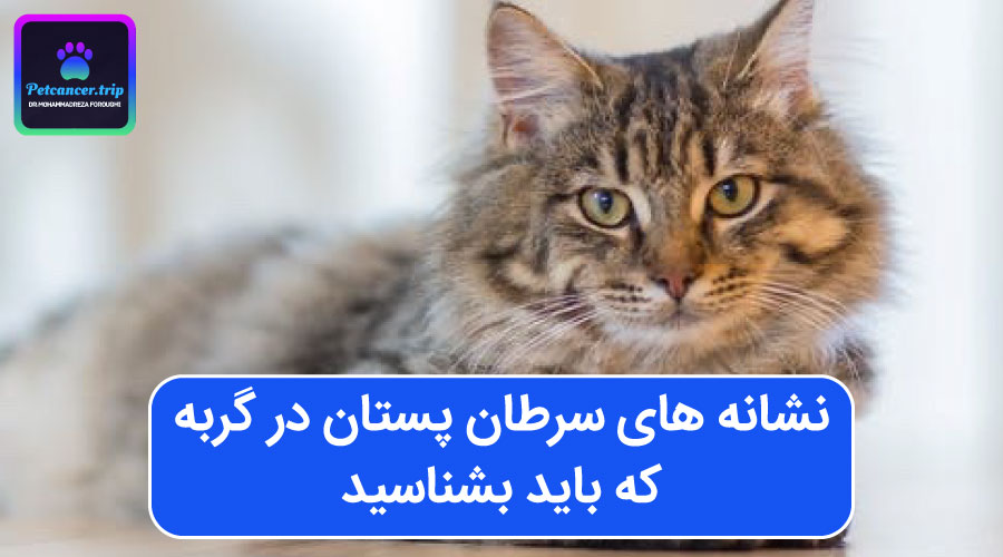 نشانه های سرطان پستان در گربه