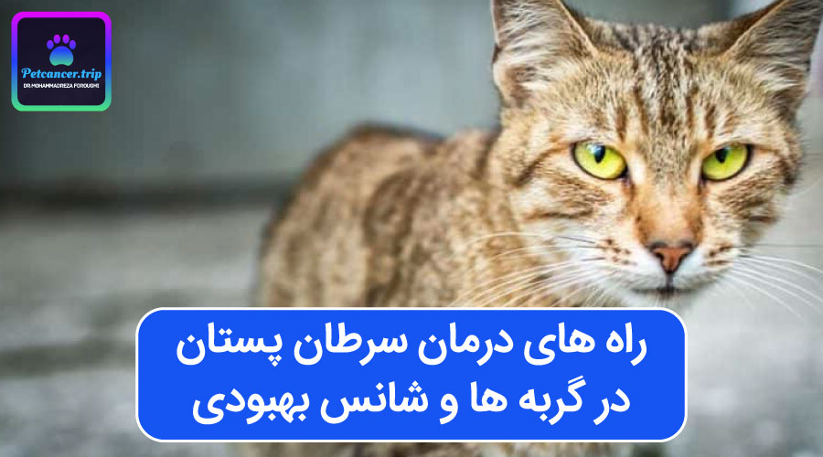 راه های درمان سرطان پستان در گربه ها