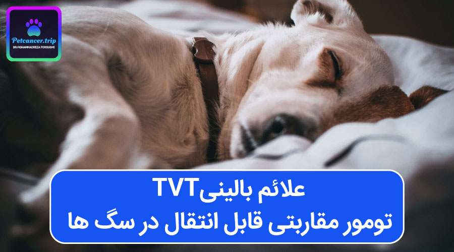 علائم بالینی تومور مقاربتی قابل انتقال TVT در سگ ها