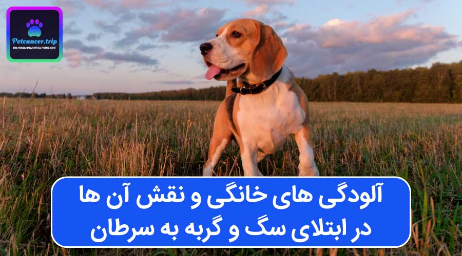 آلودگی های خانگی و نقش آن ها در ابتلای سگ و گربه به سرطان