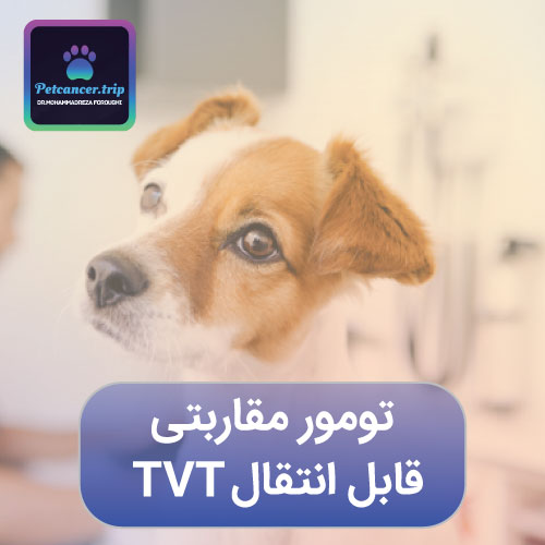 تومور مقاربتی قابل انتقال TVT