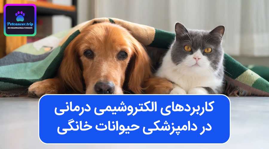 کاربردهای الکتروشیمی درمانی در دامپزشکی حیوانات خانگی