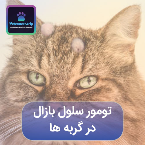 تومور سلول بازال در گربه ها
