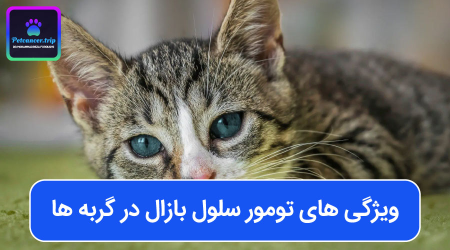 ویژگی های تومور سلول بازال در گربه ها