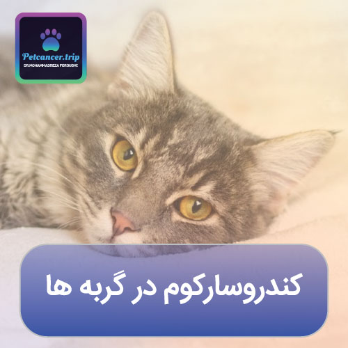 کندروسارکوم در گربه ها