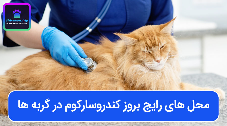 محل های رایج بروز کندروسارکوم در گربه ها