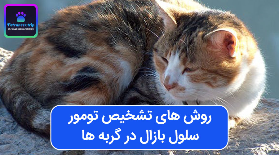 روش های تشخیص تومور سلول بازال در گربه ها