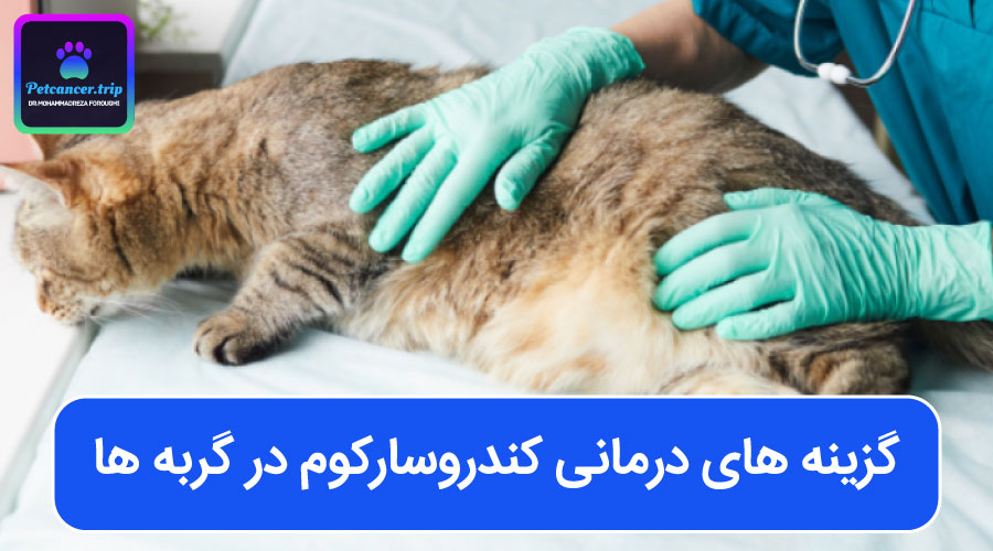 گزینه های درمانی کندروسارکوم در گربه ها