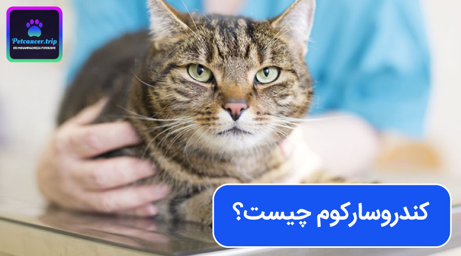 کندروسارکوم چیست؟