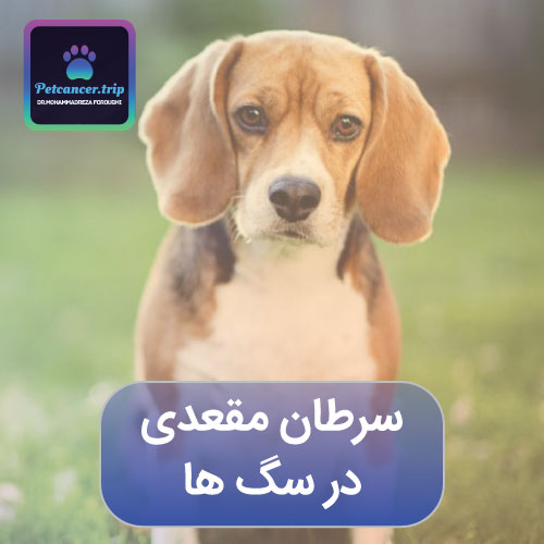 روش های تشخیص سرطان مقعدی در سگ ها