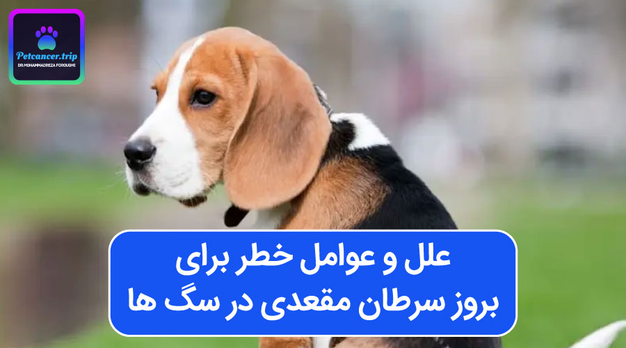 علل و عوامل خطر برای بروز سرطان مقعدی در سگ ها