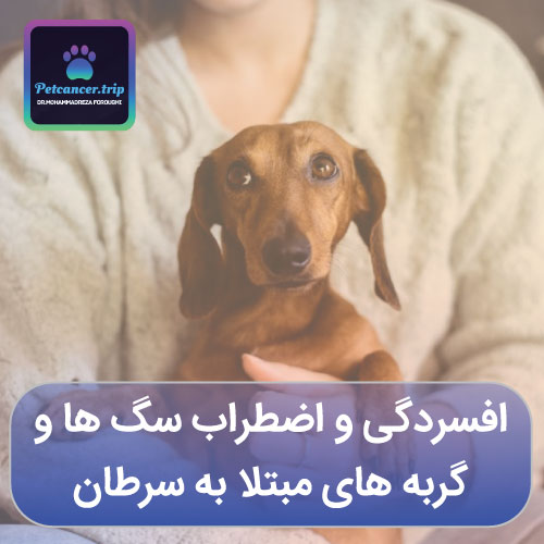 افسردگی و اضطراب سگ ها و گربه های مبتلا به سرطان