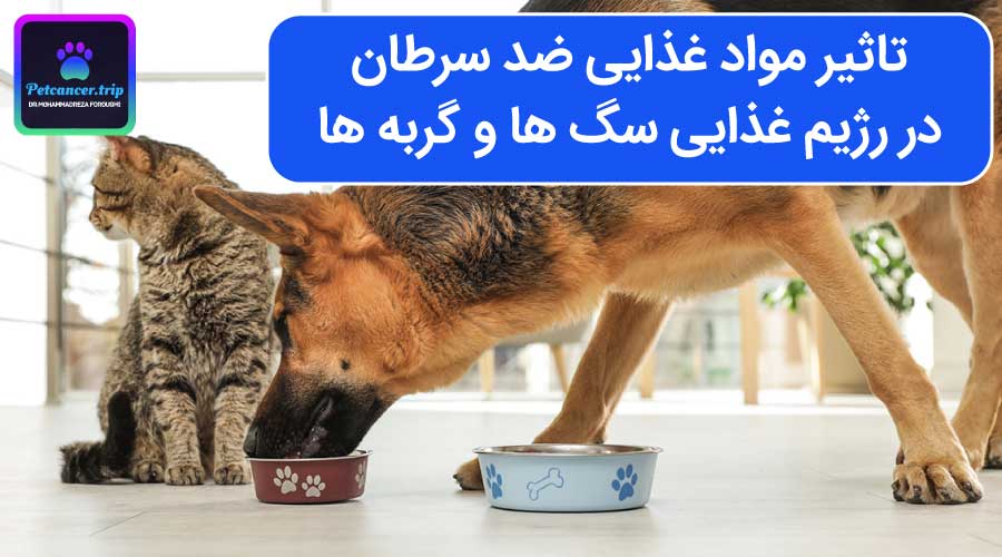 تاثیر مواد غذایی ضد سرطان در رژیم غذایی سگ ها و گربه ها